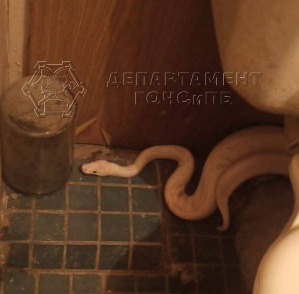 Женщина обнаружила змею у себя в туалете Женщина обнаружила змею у себя в туалете